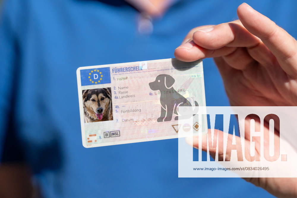 FOTOMONTAGE, Nahaufnahme eines Mannes mit Hundeführerschein. Das Dokument soll die Verantwortung der Halter unterstreichen und ist Teil der Diskussion um Pflichtregelungen in der Hundehaltung.
