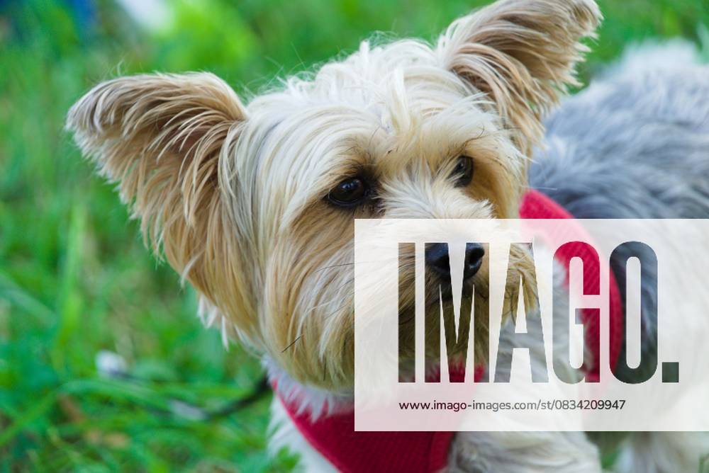 Kleinhund Yorkshire Terrier blickt treuherzig in eine Richtung - Porträt Tierfoto