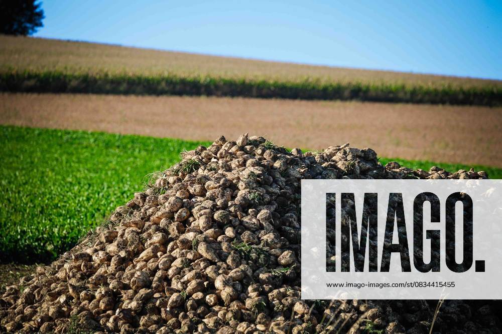 Weilbach, AUT, Unterwegs in Oberösterreich, Symbolbild, Themenbild, Verschiedene Themenbilder, Zuckerrüben Ernte, Landwirtschaft, im Bild Ernte, Zuckerrübe, Rüben, Erntemaschine, Feld, Landwirtschaft, Felder, Oktober, Ruebe, Rübe, Das Bild zeigt eine gelbe Zuckerrüben-Erntemaschine, die auf einem Feld arbeitet. Die Maschine hebt Zuckerrüben aus dem Boden und häuft sie auf einem großen Haufen. Im Hintergrund sind die gleichmäßigen Reihen von Zuckerrübenpflanzen zu sehen, während die Textur des Ackerbodens die Arbeit der Maschine verdeutlicht. Rechts im Bild verläuft eine Straße, die das landwirtschaftliche Terrain von der Umgebung trennt. Die Szene vermittelt den Eindruck einer aktiven Erntezeit.,