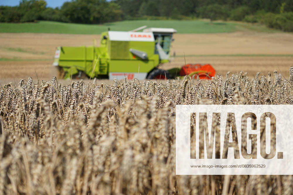 Auf einem Feld in Dassel im Landkreis Northeim im Bundesland Niedersachsen, faehrt ein Claas Maehdrescher in der Getreideernte. Landwirte in der Getreideernte im Landkreis Northeim Einbeck