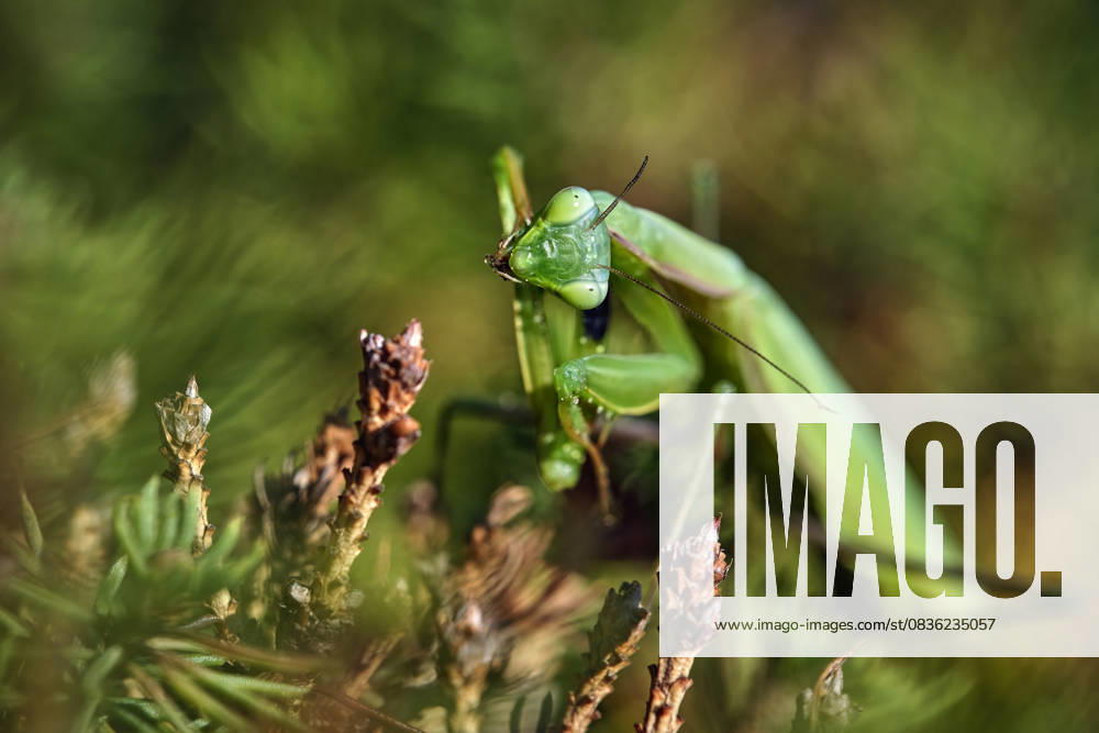 Europäische Gottesanbeterin ( Mantis religiosa ). Europäische Gottesanbeterin ( Mantis religiosa ). 20251003MIC0372