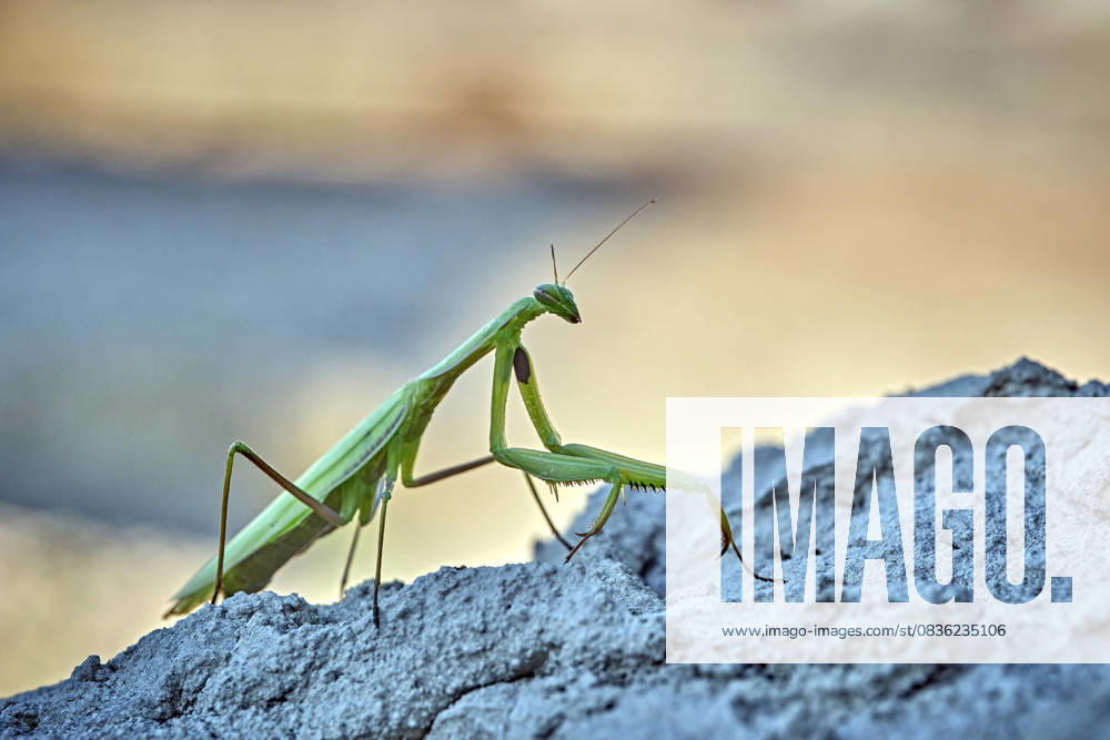 Europäische Gottesanbeterin ( Mantis religiosa ). Europäische Gottesanbeterin ( Mantis religiosa ). 20251003MIC0070