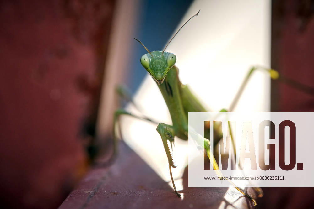 Europäische Gottesanbeterin ( Mantis religiosa ). Europäische Gottesanbeterin ( Mantis religiosa ). 20251003MIC0193