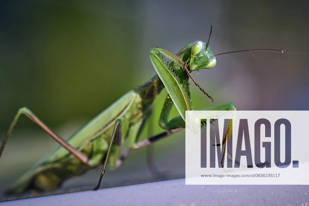 Europäische Gottesanbeterin ( Mantis religiosa ). Europäische Gottesanbeterin ( Mantis religiosa ). 20251003MIC0232