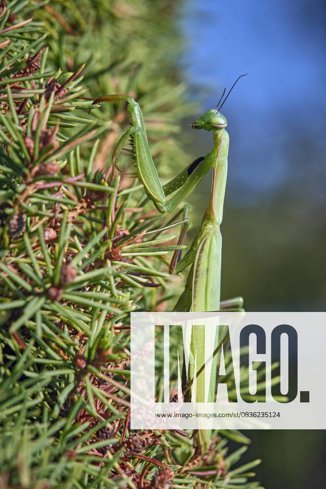 Europäische Gottesanbeterin ( Mantis religiosa ). Europäische Gottesanbeterin ( Mantis religiosa ). 20251003MIC0404