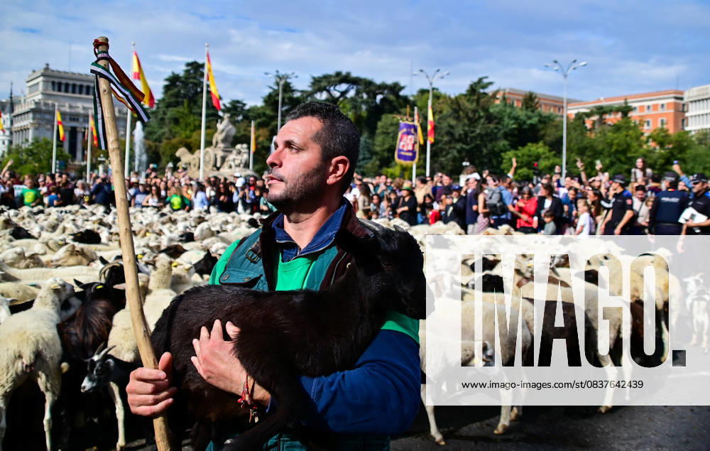 Madrid celebrates the traditional Transhumance Day, when hundreds of sheep and shepherds walk through the historic city center following the ancient droversâ€⠢ routes. The event highlights transhumance as both a cultural and environmental heritage, with flocks passing through Puerta del Sol, Plaza de Cibeles, and other emblematic streets, accompanied by shepherds in traditional attire and folk music. Madrid SPAIN - ZUMAz108 20251019_znp_z108_005