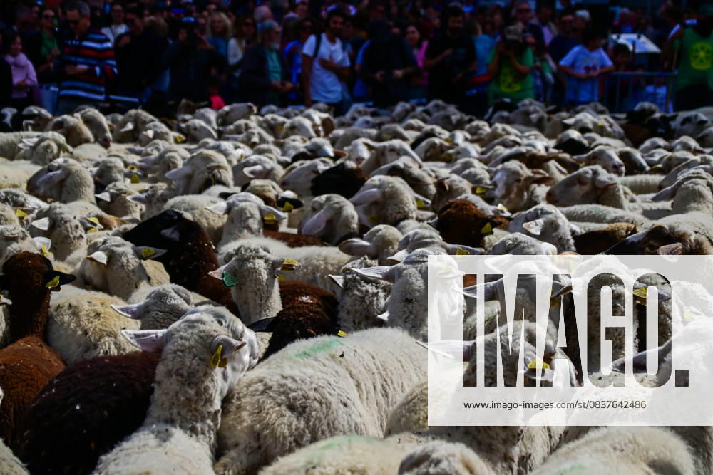 Madrid celebrates the traditional Transhumance Day, when hundreds of sheep and shepherds walk through the historic city center following the ancient droversâ€⠢ routes. The event highlights transhumance as both a cultural and environmental heritage, with flocks passing through Puerta del Sol, Plaza de Cibeles, and other emblematic streets, accompanied by shepherds in traditional attire and folk music. Madrid SPAIN - ZUMAz108 20251019_znp_z108_006
