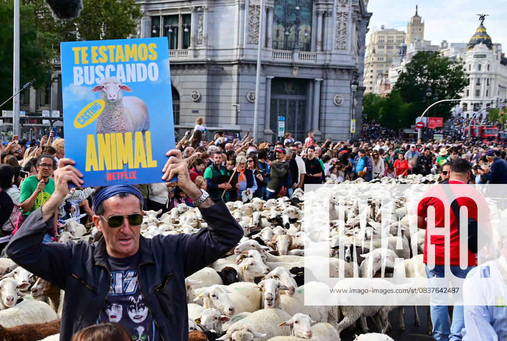 Madrid celebrates the traditional Transhumance Day, when hundreds of sheep and shepherds walk through the historic city center following the ancient droversâ€⠢ routes. The event highlights transhumance as both a cultural and environmental heritage, with flocks passing through Puerta del Sol, Plaza de Cibeles, and other emblematic streets, accompanied by shepherds in traditional attire and folk music. Madrid SPAIN - ZUMAz108 20251019_znp_z108_007
