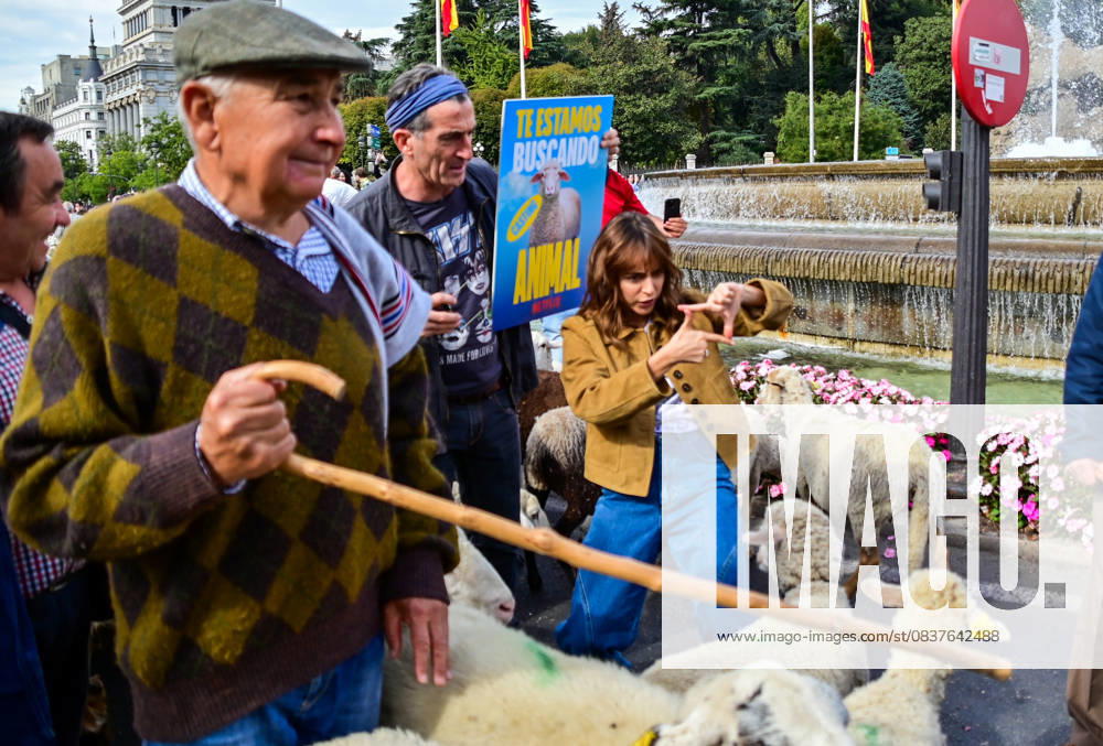 Madrid celebrates the traditional Transhumance Day, when hundreds of sheep and shepherds walk through the historic city center following the ancient droversâ€⠢ routes. The event highlights transhumance as both a cultural and environmental heritage, with flocks passing through Puerta del Sol, Plaza de Cibeles, and other emblematic streets, accompanied by shepherds in traditional attire and folk music. Madrid SPAIN - ZUMAz108 20251019_znp_z108_008
