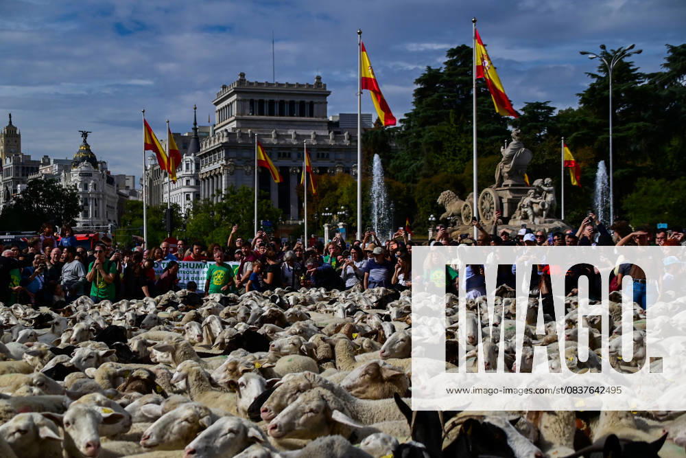Madrid celebrates the traditional Transhumance Day, when hundreds of sheep and shepherds walk through the historic city center following the ancient droversâ€⠢ routes. The event highlights transhumance as both a cultural and environmental heritage, with flocks passing through Puerta del Sol, Plaza de Cibeles, and other emblematic streets, accompanied by shepherds in traditional attire and folk music. Madrid SPAIN - ZUMAz108 20251019_znp_z108_010