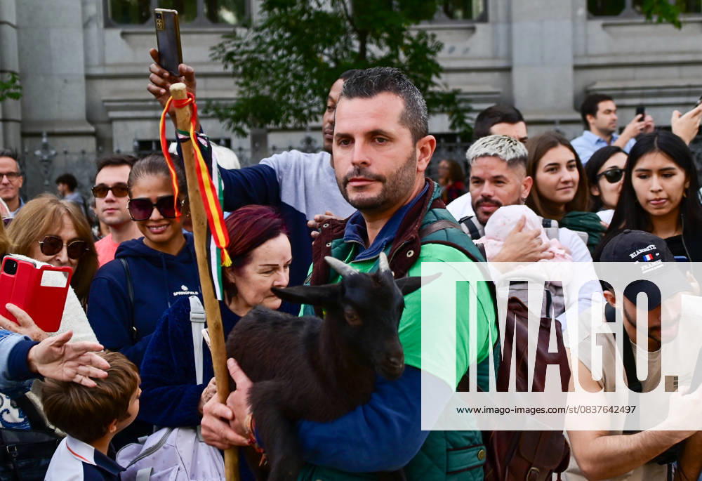 Madrid celebrates the traditional Transhumance Day, when hundreds of sheep and shepherds walk through the historic city center following the ancient droversâ€⠢ routes. The event highlights transhumance as both a cultural and environmental heritage, with flocks passing through Puerta del Sol, Plaza de Cibeles, and other emblematic streets, accompanied by shepherds in traditional attire and folk music. Madrid SPAIN - ZUMAz108 20251019_znp_z108_012
