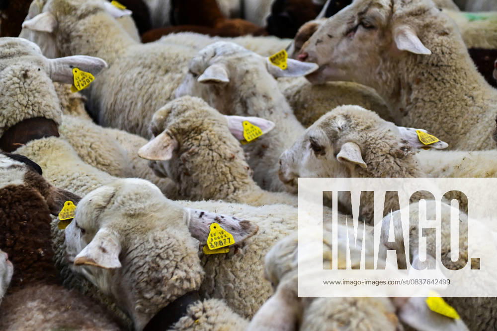 Madrid celebrates the traditional Transhumance Day, when hundreds of sheep and shepherds walk through the historic city center following the ancient droversâ€⠢ routes. The event highlights transhumance as both a cultural and environmental heritage, with flocks passing through Puerta del Sol, Plaza de Cibeles, and other emblematic streets, accompanied by shepherds in traditional attire and folk music. Madrid SPAIN - ZUMAz108 20251019_znp_z108_018