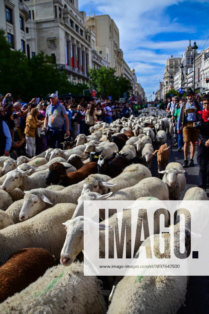 Madrid celebrates the traditional Transhumance Day, when hundreds of sheep and shepherds walk through the historic city center following the ancient droversâ€⠢ routes. The event highlights transhumance as both a cultural and environmental heritage, with flocks passing through Puerta del Sol, Plaza de Cibeles, and other emblematic streets, accompanied by shepherds in traditional attire and folk music. Madrid SPAIN - ZUMAz108 20251019_znp_z108_019