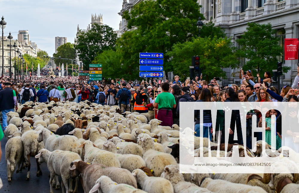 Madrid celebrates the traditional Transhumance Day, when hundreds of sheep and shepherds walk through the historic city center following the ancient droversâ€⠢ routes. The event highlights transhumance as both a cultural and environmental heritage, with flocks passing through Puerta del Sol, Plaza de Cibeles, and other emblematic streets, accompanied by shepherds in traditional attire and folk music. Madrid SPAIN - ZUMAz108 20251019_znp_z108_020