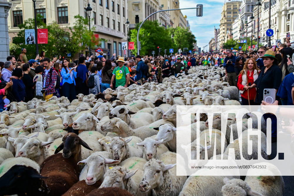 Madrid celebrates the traditional Transhumance Day, when hundreds of sheep and shepherds walk through the historic city center following the ancient droversâ€⠢ routes. The event highlights transhumance as both a cultural and environmental heritage, with flocks passing through Puerta del Sol, Plaza de Cibeles, and other emblematic streets, accompanied by shepherds in traditional attire and folk music. Madrid SPAIN - ZUMAz108 20251019_znp_z108_024