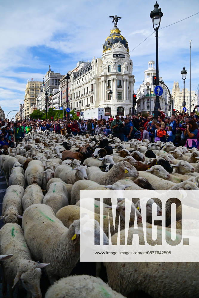 Madrid celebrates the traditional Transhumance Day, when hundreds of sheep and shepherds walk through the historic city center following the ancient droversÃ¢â‚¬â ¢ routes. The event highlights transhumance as both a cultural and environmental heritage, with flocks passing through Puerta del Sol, Plaza de Cibeles, and other emblematic streets, accompanied by shepherds in traditional attire and folk music. Madrid SPAIN - ZUMAz108 20251019_znp_z108_028