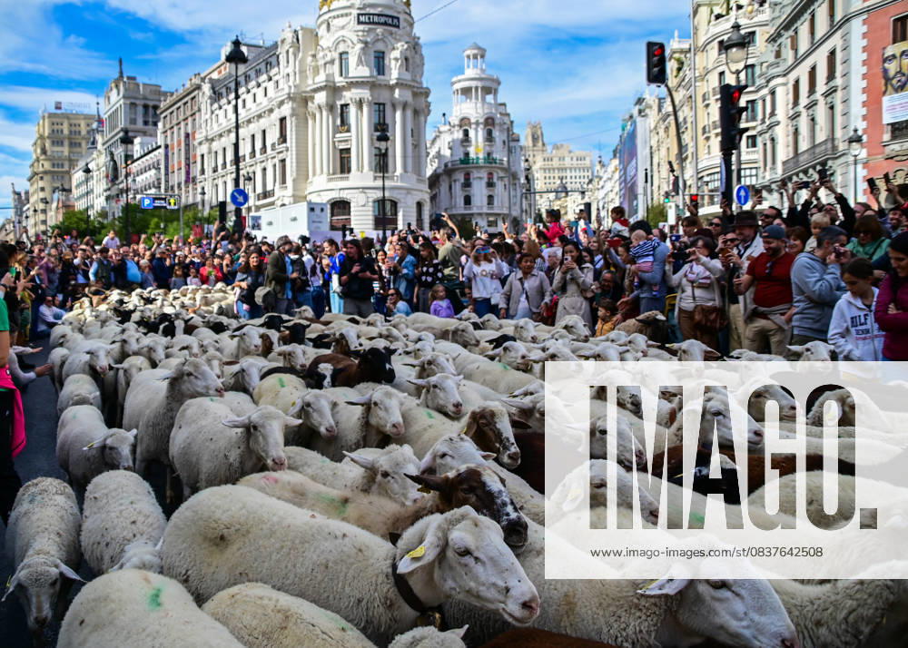 Madrid celebrates the traditional Transhumance Day, when hundreds of sheep and shepherds walk through the historic city center following the ancient droversâ€⠢ routes. The event highlights transhumance as both a cultural and environmental heritage, with flocks passing through Puerta del Sol, Plaza de Cibeles, and other emblematic streets, accompanied by shepherds in traditional attire and folk music. Madrid SPAIN - ZUMAz108 20251019_znp_z108_031