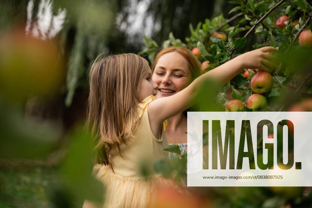 Mother and daughter picking apples together in a garden in autumn model released, Symbolfoto property released, IGEF00050