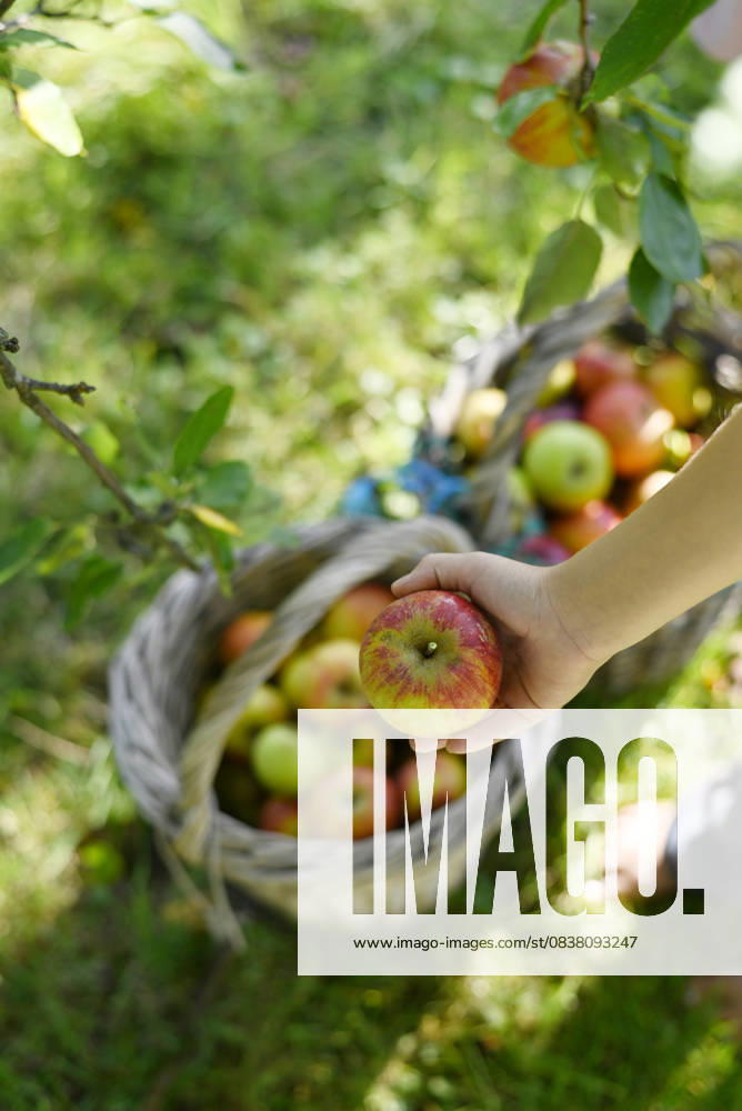 Hand picking cox orange apple from basket during harvest in garden model released, Symbolfoto, Hamburg Hamburg Deutschland Altes Land GISF01253