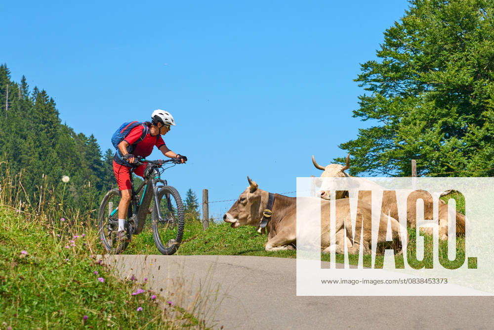 Frau mit Mountainbike trifft auf eine Kuhherde woman with electric mountain bike meeting a herd of curious milk cows in the Rappenalpen ValleyAllgaeu Alps near Oberstdorf, Bavaria, Germany (License=RF) ,model released, Symbolfoto