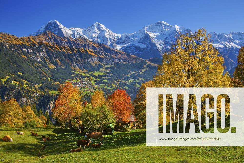 Herbstlandschaft im Weiler Sulwald mit Ausblick auf Wengen und Eiger 3967m, Mönch 4110m und Jungfrau 4158m, Isenfluh, Lauterbrunnental, Berner Oberland, Kanton Bern, Schweiz Autumn landscape in the hamlet of Sulwald with views of Wengen and Eiger 3967m, Mönch 4110m and Jungfrau 4158m, Isenfluh, Lauterbrunnental, Bernese Oberland, Canton of Bern, Switzerland