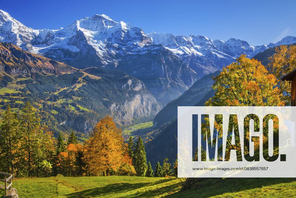 Herbstlandschaft im Weiler Sulwald mit Ausblick auf die, Jungfrau 4158m und ins Lauterbrunnental, Isenfluh, Lauterbrunnental, Berner Oberland, Kanton Bern, Schweiz Autumn landscape in the hamlet of Sulwald with a view of Jungfrau 4158m and the Lauterbrunnen Valley, Isenfluh, Lauterbrunnental, Bernese Oberland, Canton of Bern, Switzerland