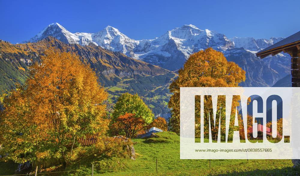 Herbstlandschaft im Weiler Sulwald mit Ausblick auf Eiger 3967m, Mönch 4110m und Jungfrau 4158m, Isenfluh, Lauterbrunnental, Berner Oberland, Kanton Bern, Schweiz Autumn landscape in the hamlet of Sulwald with views of Eiger 3967m, Mönch 4110m and Jungfrau 4158m, Isenfluh, Lauterbrunnental, Bernese Oberland, Canton of Bern, Switzerland