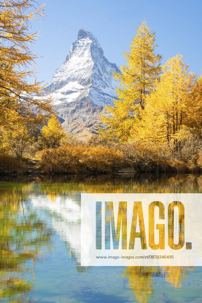 Matterhorn und gelbgoldene Lärchen im Herbst an sonnigen Tagen. Spiegelung im Grindjisee. Farben des Herbstes. Schweizer Alpen. Wallis, Schweiz Matterhorn Mountain and Yellow Golden Larches in Autumn on Sunny Day. Reflection in Lake Grindjisee. Fall Colors. Swiss Alps. Valais, Switzerland