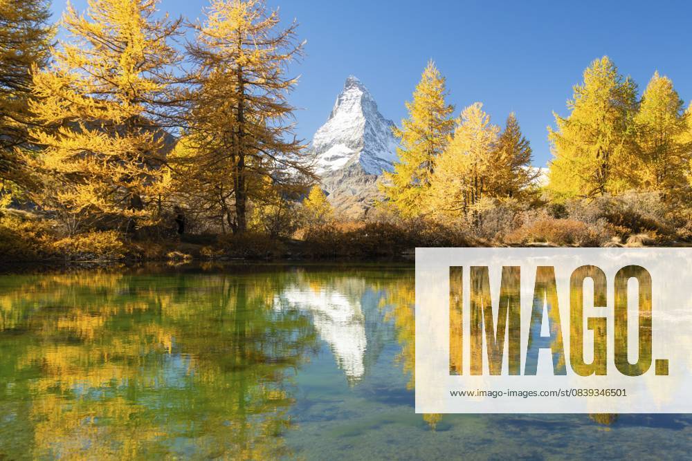 Matterhorn und gelbgoldene Lärchen im Herbst an sonnigen Tagen. Spiegelung im Grindjisee. Farben des Herbstes. Schweizer Alpen. Wallis, Schweiz Matterhorn Mountain and Yellow Golden Larches in Autumn on Sunny Day. Reflection in Lake Grindjisee. Fall Colors. Swiss Alps. Valais, Switzerland