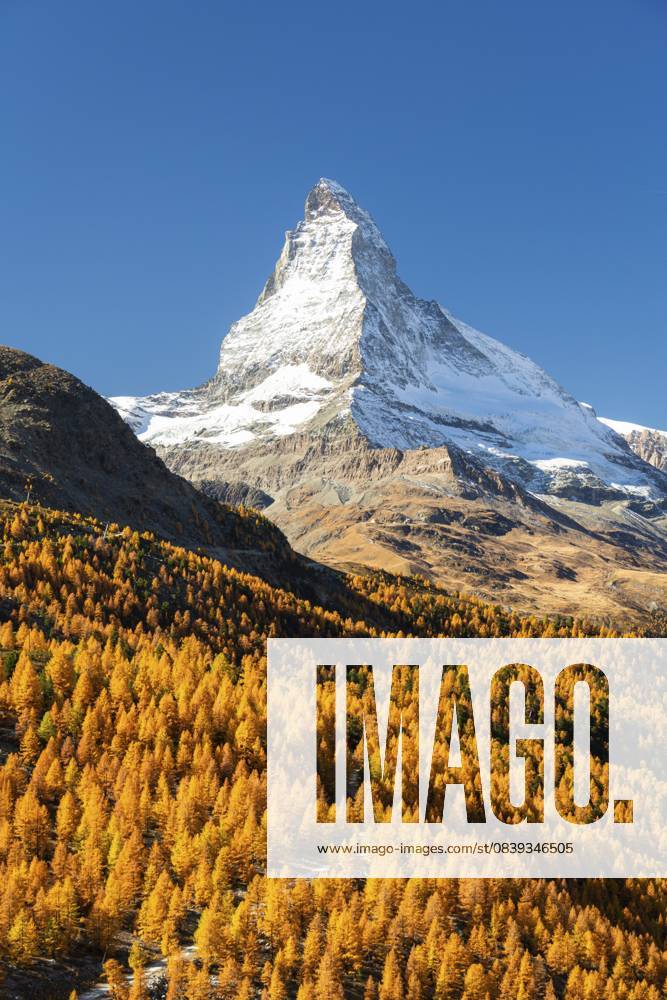 Matterhorn und gelbgoldene Lärchen im Herbst an sonnigen Tagen. Farben des Herbstes. Schweizer Alpen. Wallis, Schweiz Matterhorn Mountain and Yellow Golden Larches in Autumn on Sunny Day. Fall Colors. Swiss Alps. Valais, Switzerland