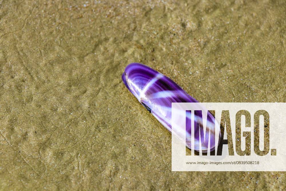 Wunderschöne lila Muschel auf Strandsand am Noppharat Thara Beach in Ao Nang Amphoe Müang Krabi Thailand in Südostasien Beautiful purple shell on beach sand on Noppharat Thara Beach in Ao Nang Amphoe Mueang Krabi Thailand in Southeast Asia