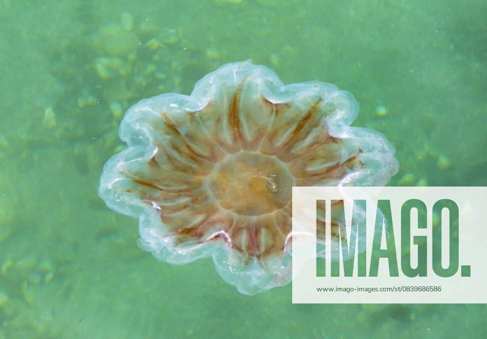 Kompassqualle, Kompass-Qualle (Chrysaora hysoscella), schwimmt an der Wasseroberflaeche, Aufsicht, Norwegen, Troms, Sandnessund compass jellyfish, red-banded jellyfish (Chrysaora hysoscella), swimming at the water surface, view from above, Norway, Troms, Sandnessund BLWS736821