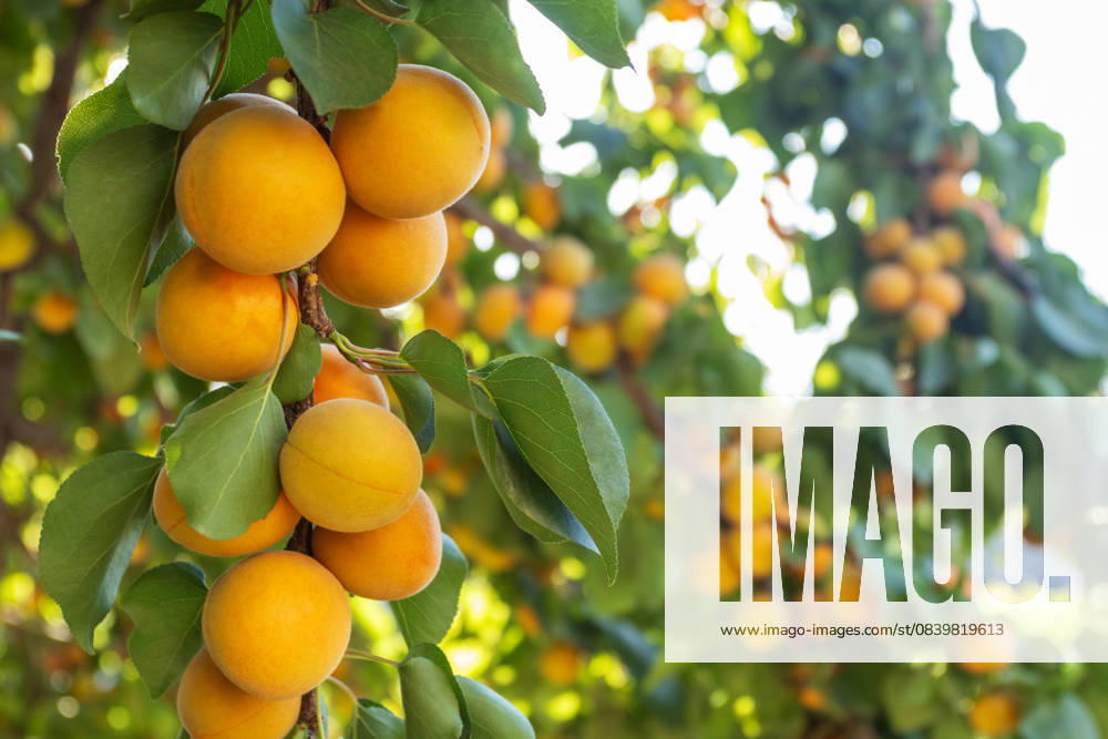 Fresh ripe apricots growing on a summer fruit tree Vibrant apricots hang from a lush tree branch, bathed in sunlight, symbolizing a bountiful summer harvest. The image embodies organic farming and healthy eating Model Released SvetlanaRadayeva_ID31964_1088326_008