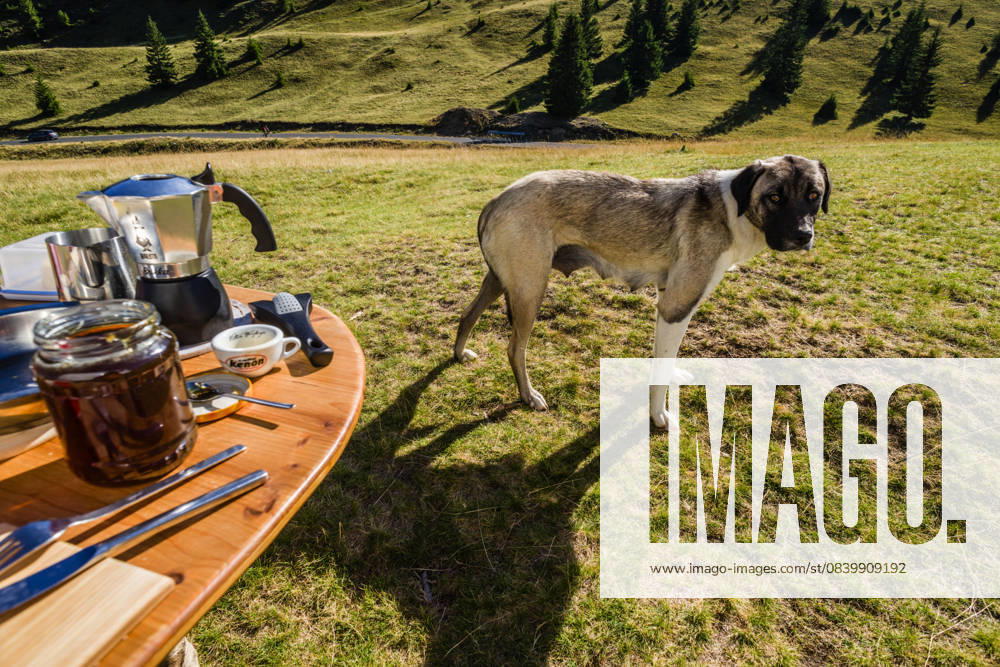 Ein Hund steht auf einer Wiese neben einem gedeckten Campingtisch. Siebenbürgen, Transilvanien, Karpaten, Rumänien. Mit einem Campervan und Hund unterwegs