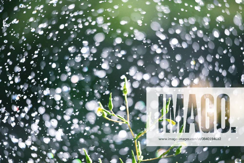IMAGO Creative, Jahreszeit Sommer, Regen, Sommerregen fliegende Wassertropfen aus dem Schlauch im Garten, Hintergrund, Ökologie, Thema sauberes Wasser. flying waterdrops from hose in a garden, background, ecology ,clean water theme (License=RF)