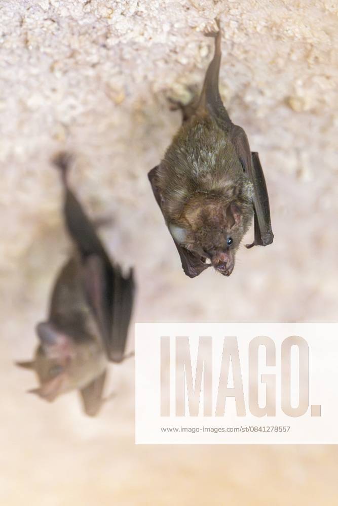 Kleine Mausohrmyotis (Myotis blythii) Fledermäuse hängen an einer Wand, Bayern, Deutschland Lesser mouse-eared myotis (Myotis blythii) bats hanging on a wall, Bavaria, Germany