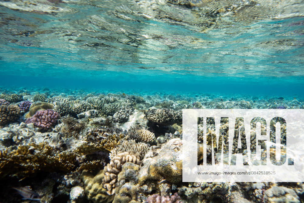 Red Sea’s Diversity and Coral Reefs HURGHADA, EGYPT - DECEMBER 2: The reefs of the Red Sea are seen including reef-dependent species which includes clownfish, butterflyfish, parrotfish, moray eels, sea turtles, and many invertebrates in Hurghada, Egypt on December 2, 2025. These coral colonies shelter hundreds of invertebrates, sponges, and numerous fish species Symbiotic microalgae called zooxanthellae support coral survival and form the basis of the reef food chain. The Red Sea, considered one of the world’s most unique marine ecosystems, lies at the intersection of subtropical and tropical climate zones, giving it high biodiversity. Bordered by Egypt, Sudan, and Eritrea in Africa, and Saudi Arabia, Jordan, and Yemen on the Arabian Penins
