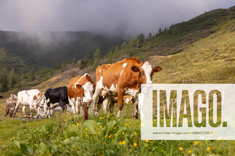 PR_ID31543_11769_Livestock.jpg, MR_ID31543_22796_MatthiasMichaelSchwaiger.jpg, PR_ID31543_11768_Farm.jpg, MR_ID31543_22797_ClaudiaRitter.jpg A herd of cows grazes peacefully on a lush, green hillside in Austria. The serene landscape highlights the traditional Austrian countryside and agricultural practices, Property released Model Released Gk-aut_ID31543_1072494_001