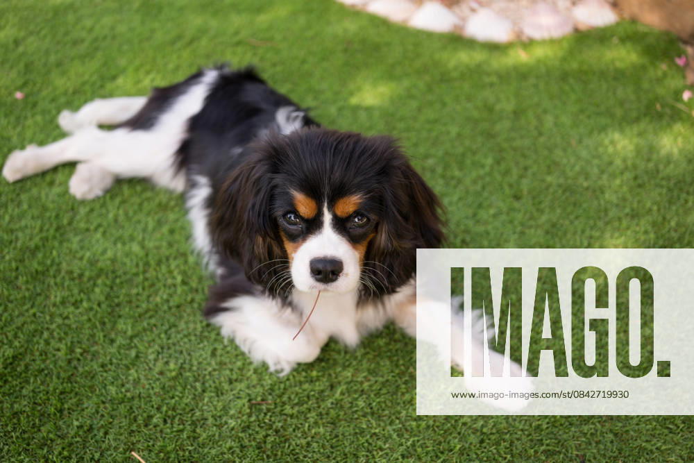Cavalier king charles spaniel resting on green lawn A Cavalier King Charles Spaniel relaxing on a vibrant green lawn, gazing into the camera with expressive, warm eyes. The sunlit grass enhances the serene outdoor setting. Model Released JuanAlbertoRuiz_ID31609_1074687_006