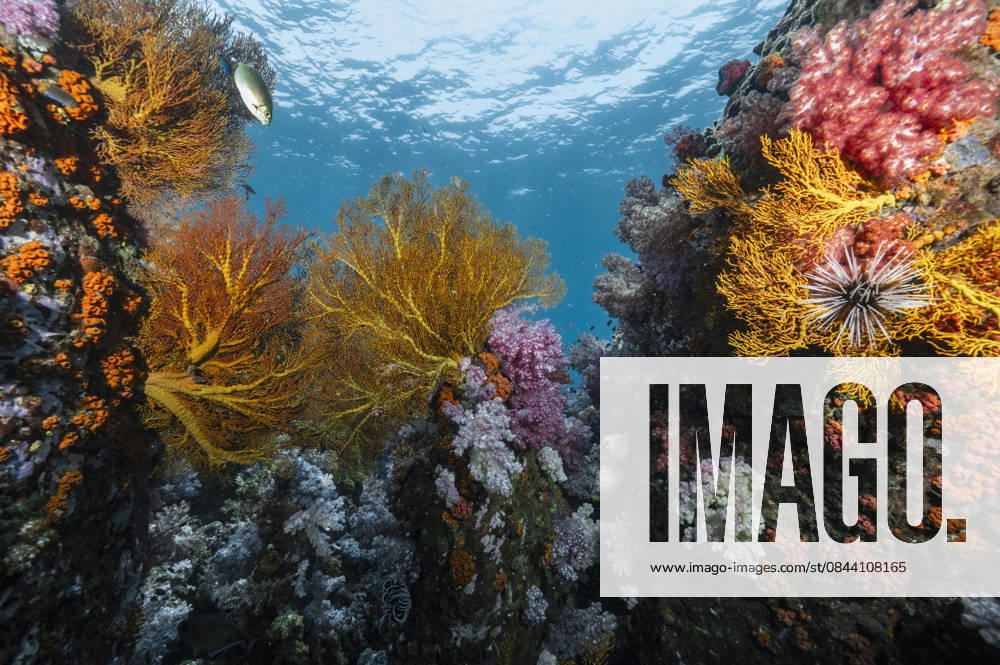 Beautiful and healthy coral in the southern Andaman Sea Phiman, Satun, Thailand CR_THHE251226A-1892556-01