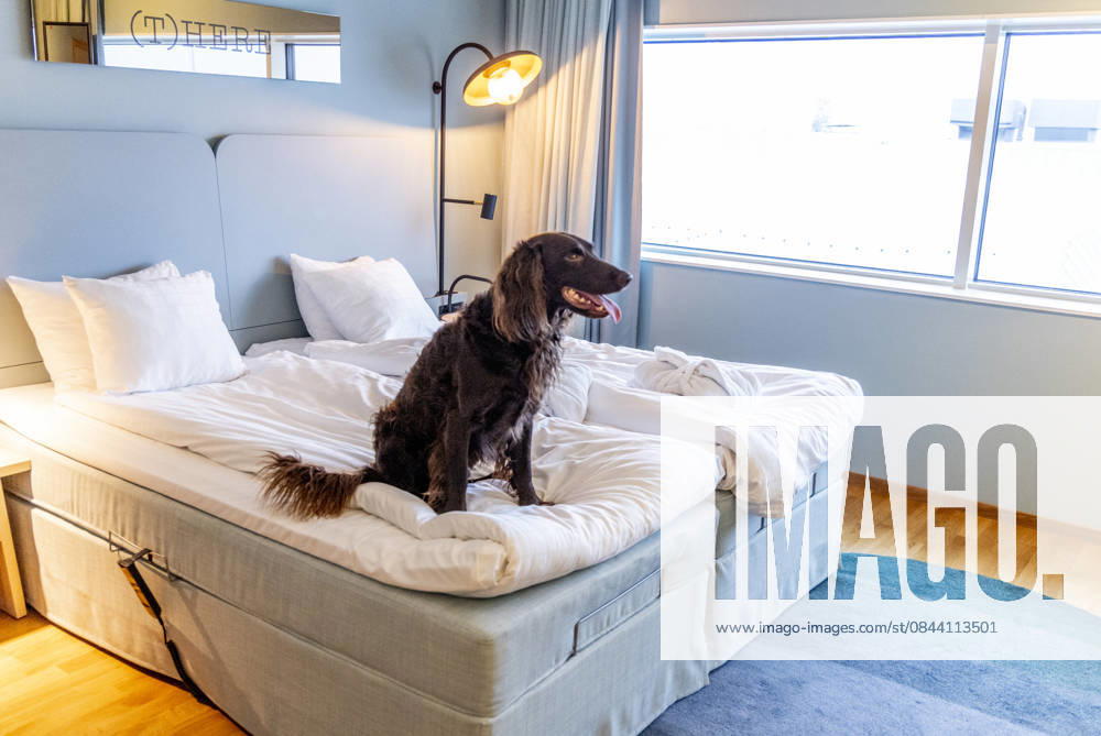 GÖTEBORG 20251205 Shot-ridden dogs take up residence in hotels on New Years Eve, including Scandic Landvetter GÖTEBORG SWEDEN