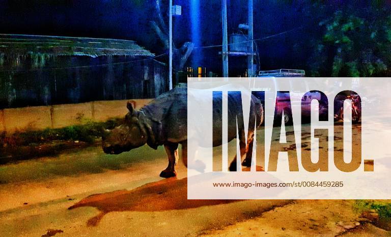 (180712) -- CHITWAN, July 12, 2018 -- A one-horned rhino walks on the street of Sauraha, a tourism hub in southwest Nepal s Chitwan district, on July 11, 2018. ) (lrz) NEPAL-CHITWAN-SAURAHA-RHINO SunilxSharma