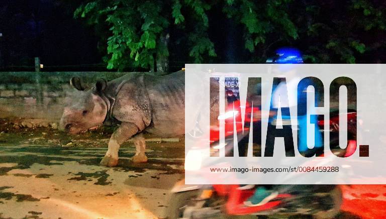 (180712) -- CHITWAN, July 12, 2018 -- A one-horned rhino walks on the street of Sauraha, a tourism hub in southwest Nepal s Chitwan district, on July 11, 2018. ) (lrz) NEPAL-CHITWAN-SAURAHA-RHINO SunilxSharma