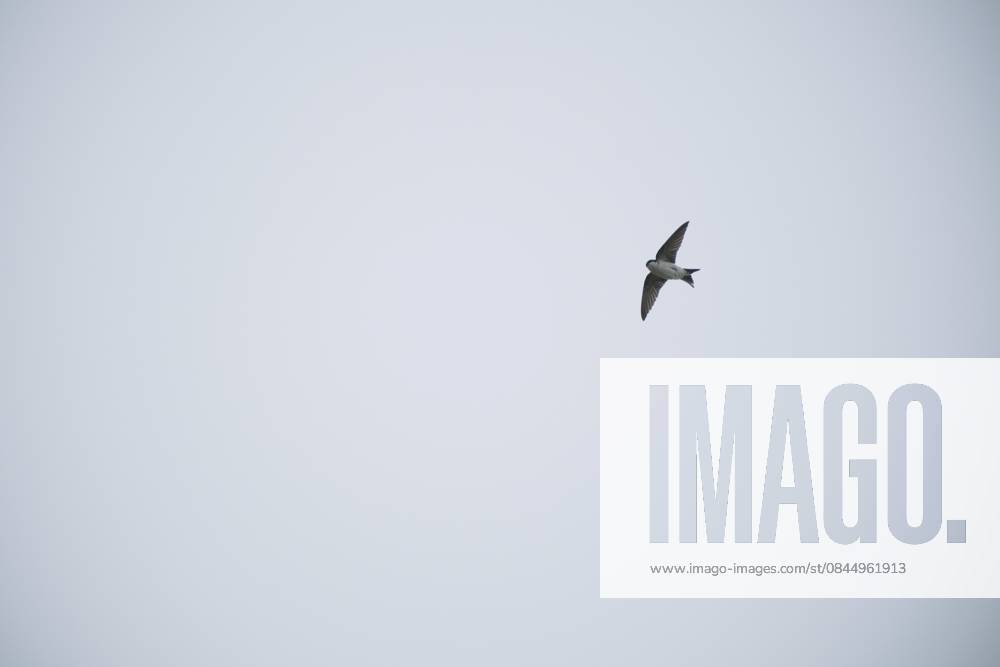 Mehlschwalbe (Delichon urbicum), Kempen, Nordrhein-Westfalen, Deutschland House martin (Delichon urbicum), Kempen, North Rhine-Westphalia, Germany