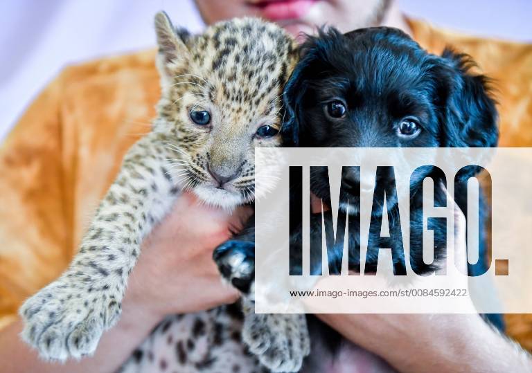A leopard cub named Steffanie and a puppy mothered by Sherry the Spaniel dog at the Sadgorod zoo. Yuri Smityuk TASS TS08A352