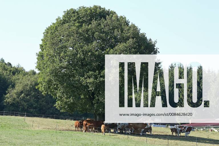 IMAGO Creative, Jahreszeit Sommer, Hitze IMAGO Creative, Sommer, Schatten-Plätze bei Hitze Sommer im Siegerland, ein heisser Sommertag beginnt, Kuehe in Siegen-Oberschelden suchen auf einer Weide bereits am Morgen den Schatten eines Baumes Sommer im Siegerland am 24.07.2018 in Siegen Deutschland.