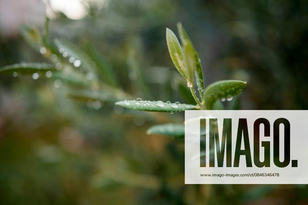 IMAGO Creative, Jahreszeit Sommer, Regen, Sommerregen Olive Branch with Water Droplets Split, Split-Dalmatia County, Croatia R_JUCE260127B-1950231-01