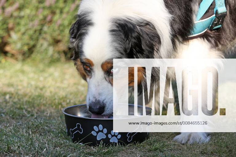 Sommer im Siegerland, ein heisser Sommertag neigt sich dem Ende, ein Hund (Australian Shepherd) trinkt Wasser im Garten aus seinem Wassernapf Sommer im Siegerland am 24.07.2018 in Siegen Deutschland.