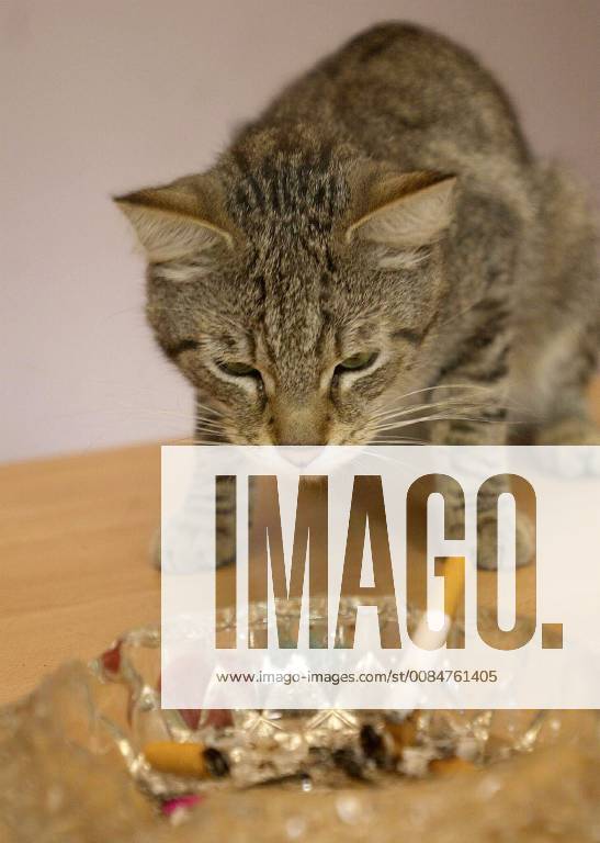 BRU04 - - CHARLEROI, BELGIUM : Picture of a cat breathing cigaret s smoke in a house, on wednesday 31 July 2002, in Charleroi. American Journal of Epidemiology has explained the dammages of passive smoking on cats. VIRGINIExLEFOUR x1010998x