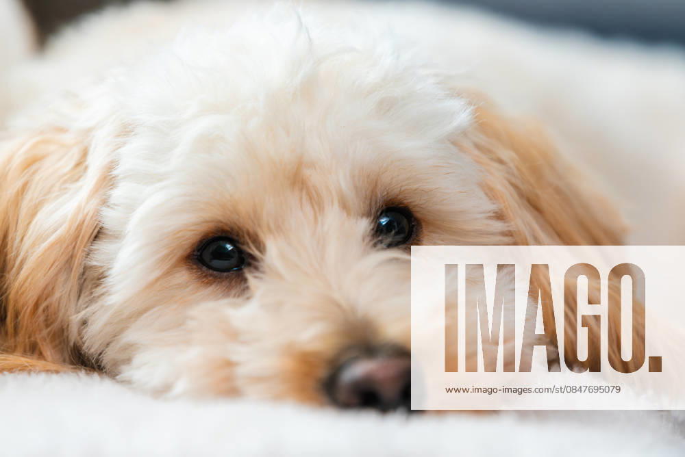 Nahaufnahme eines Maltipoo-Welpen, der auf einer weichen Decke im Haus ruht A maltipoo puppy rests quietly on a soft blanket, creating an intimate portrait of calm and comfort. (License=RF)